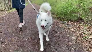 All White Husky Close Up Walking Trails in Vancouver, BC (Slush Pack #Vlogs)