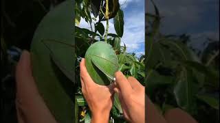 Download lagu Mangga Harum Manis mp3 Download lagu Mangga Harum Manis mp3