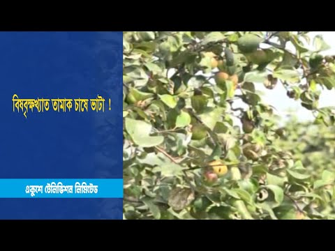 বিষবৃক্ষখ্যাত তামাক চাষে ভাটা !