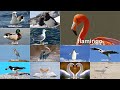 Examples of Aquatic Birds and Shorebirds in English