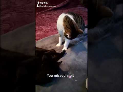 The talking cats, "You missed a bit"