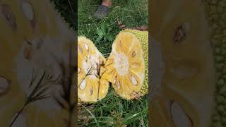 Download lagu We gonna love this fruit #cuttingskills #jackfruit mp3