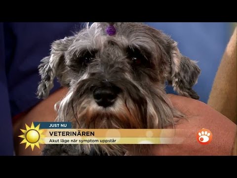 Så upptäcker du om din hund har urinsten - Nyhetsmorgon (TV4)