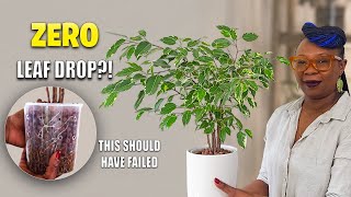 Ficus Benjamina in Semi Hydroponics: Will It Drop Every Leaf?