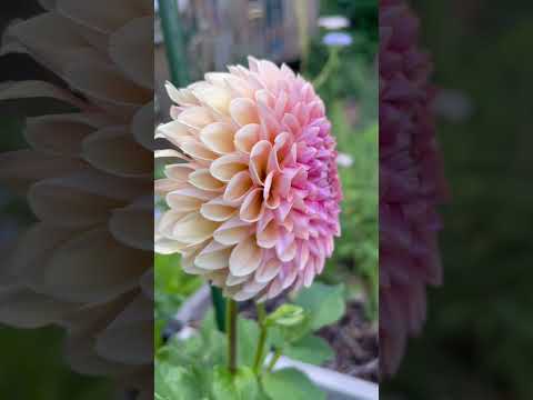 We love Dahlias #shorts