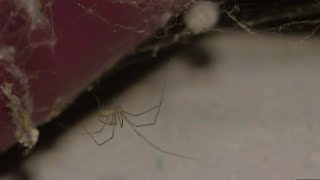 Spider invasion: How to keep them out of your home