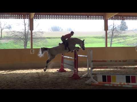 Chayenne 8-jährige Stute Chello I