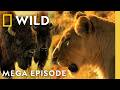 Animal Fight Night Predator Vs Prey MEGA Episode Nat Geo Animals