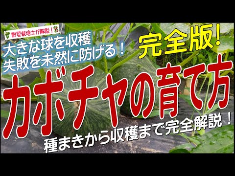 カボチャの正しい収穫方法はこれです 庭の練習