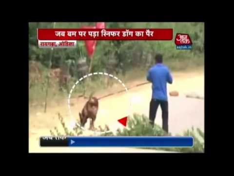 Sniffer Dog Escapes A Landmine Explosion