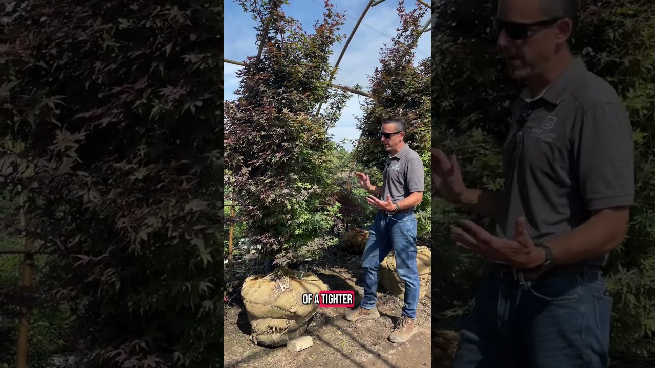 Main Yard Highlights!