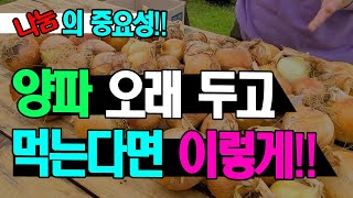 양파보관법::계절마다 다르게 양파 썪이지 않게 오래두고 먹을 수 있는 방법