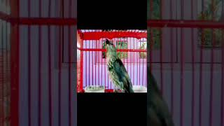 Download lagu cucak keling gacor teler parah#cucakkelingteler #cucakkelingtrotol #cucakkelinggacor #shorts mp3