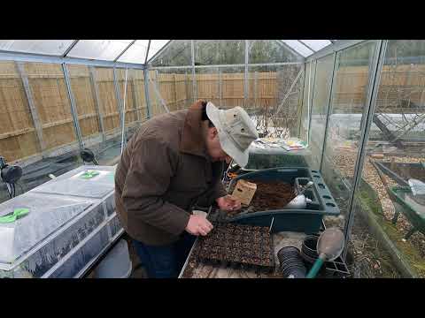 Sowing in February - brassicas, chard, spring onions, broad beans