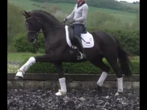 2012 top Westfalian 3rd level dressage gelding 17.1 hh  www.sporthorses-online.com