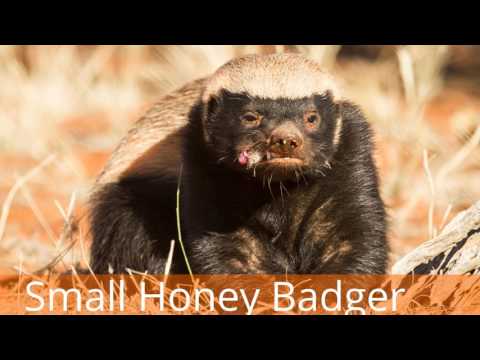 HONEY BADGER | HONEY BADGER HOUDINI -  Masters of Mayhem - Natural World | Honey Badger Facts