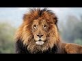 EARTH SONG by Adlicious - MICHAEL JACKSON ...