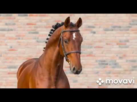 Tiberias: BLUE HORSE BARON x NEGRO