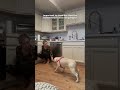 Rescue Dog Flinched When Mom Tried To Pet Her Until The Dodo