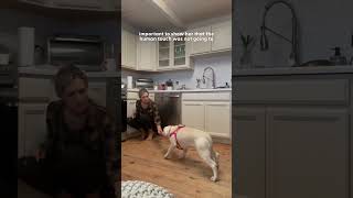 Rescue Dog Flinched When Mom Tried To Pet Her Until... | The Dodo