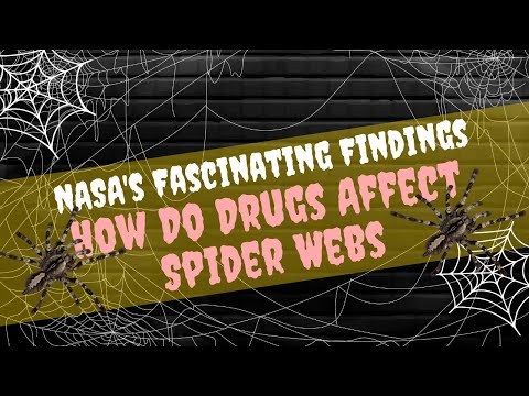 How Do Drugs Affect Spider Webs | NASA's Fascinating Findings
