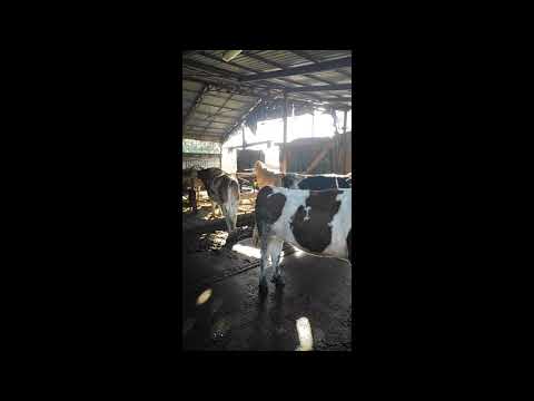 Ferma Cecalaca Ludus