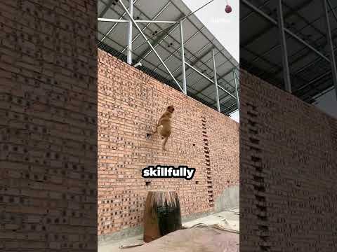 Belgian Malinois Takes Flight