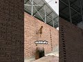 Belgian Malinois Takes Flight
