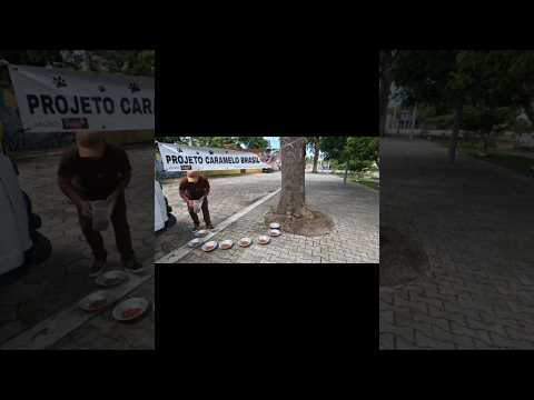 ALIMENTANDO CACHORROS DE RUA EM CARAVELAS-BAHIA !