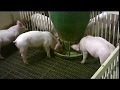 Osborne Big Wheel Feeders for Pigs