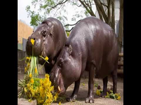 Väike Pede x Koolon-Sulg - Loomaed