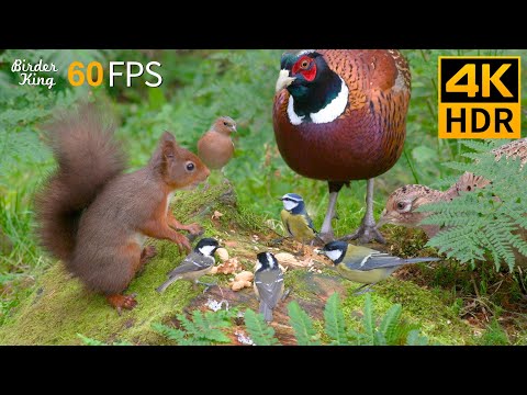 Katzen TV 😺 Ein Treffen von Vögeln und Eichhörnchen 🐿 Katzenspiele 4K HDR