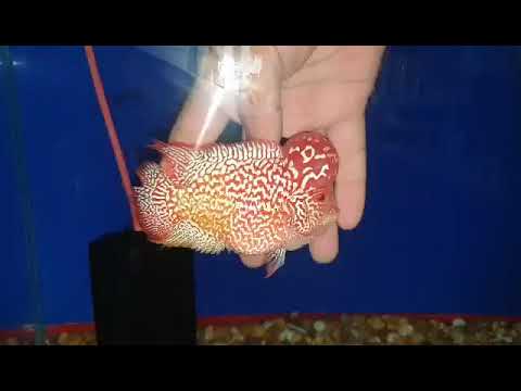 No.10 FD male for sale each or take all 10 items