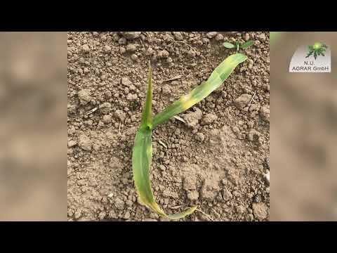 118. Feldexkursion: Frostschäden im Mai - NU Agrar, 15.05.2019