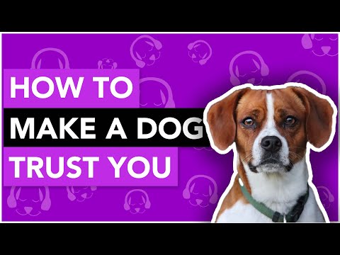 How to Make a Dog Trust You - A Full Guide