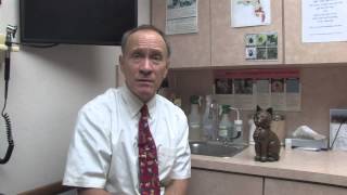 How to Get Rid of Lice & Fleas on Cats