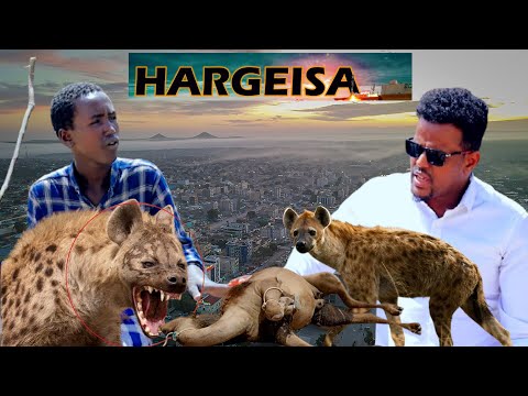 Nin Geel Jire Ah oo Hargeysa Dhexdeeda Geelii Sii Waraabe Kaga Cunay Iyo Dhibaato Wayn oo Hadda