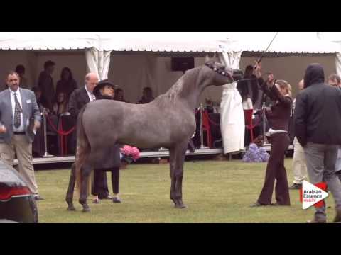 N.143 AL JABBAR - Bruges 2015 International - Colts 2 years old (Class 104)