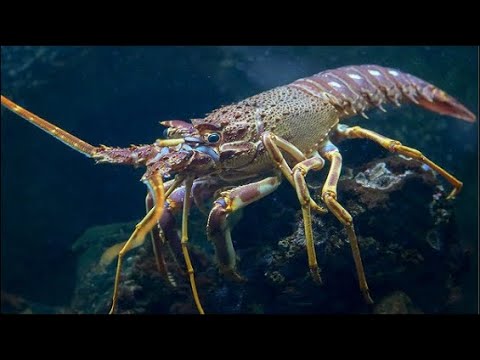 Sea lobster makes strange sounds