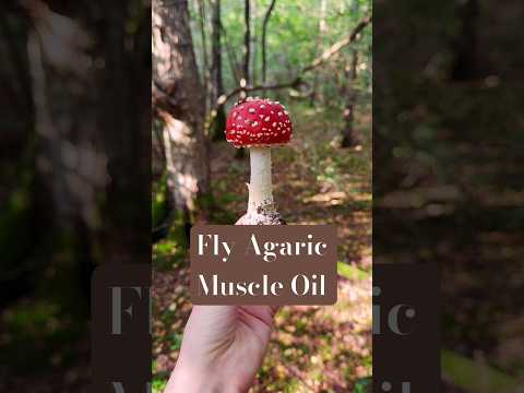 Did you know this about Fly Agaric? 🍄 #mushroom #foraging #fungi