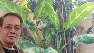 Download lagu Kacapi Suling Instrumental RUMINGKANG mp3 Download lagu Kacapi Suling Instrumental RUMINGKANG mp3