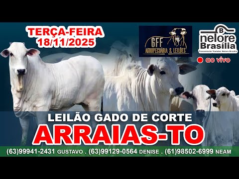 Leilão Gado de Corte, Arraias-TO, Terça-Feira, 18/11, (63) 99941-2431 (63)99129-0564 (61)98502-6999