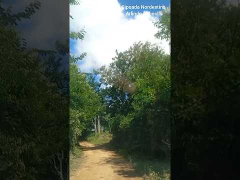Coisas do Nordeste - Serra da Raiz-PB  #nordeste #meunordeste #nordestedversos #paraiba #serradaraiz