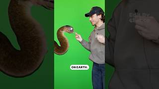 The great eel mystery..