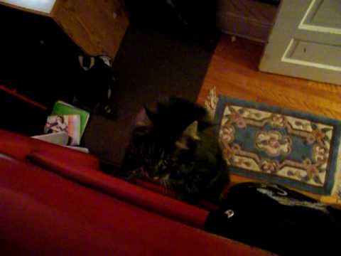 boots climbs ladders