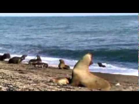 赤ちゃんアザラシの死、からの一言どんでん返し / Tango「SEAL」