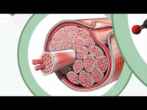 Fibromyalgia and Adrenal Fatigue