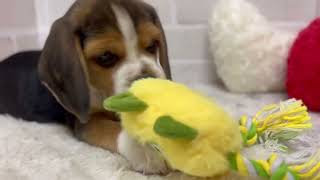 ビーグルの動画01