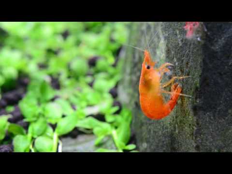 download lagu mp3 mp4 Orange Fire Shrimp, download lagu Orange Fire Shrimp gratis, unduh video klip Orange Fire Shrimp