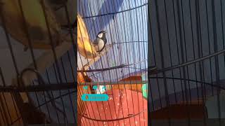 Download lagu Variasi Suara Glatik Batu #burung #glatikgacor #glatik #muktiabadichannel #glatikbatu #kicaumania mp3 Download lagu Variasi Suara Glatik Batu #burung #glatikgacor #glatik #muktiabadichannel #glatikbatu #kicaumania mp3